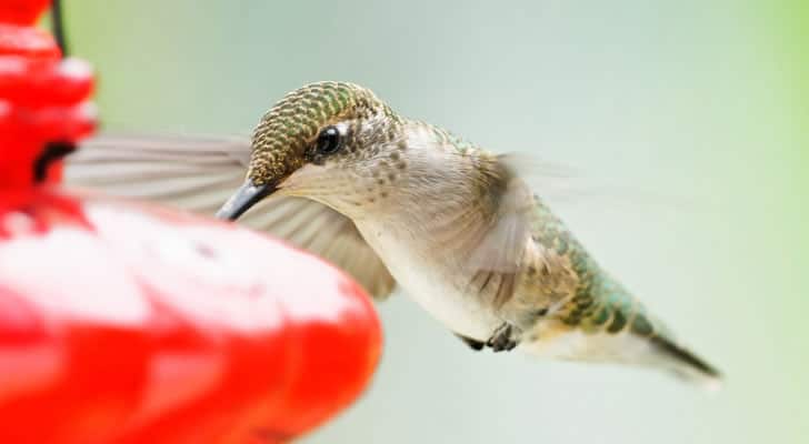 Google-hummingbird-user-experience