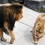 ux-diary-part-4-jungle-out-there