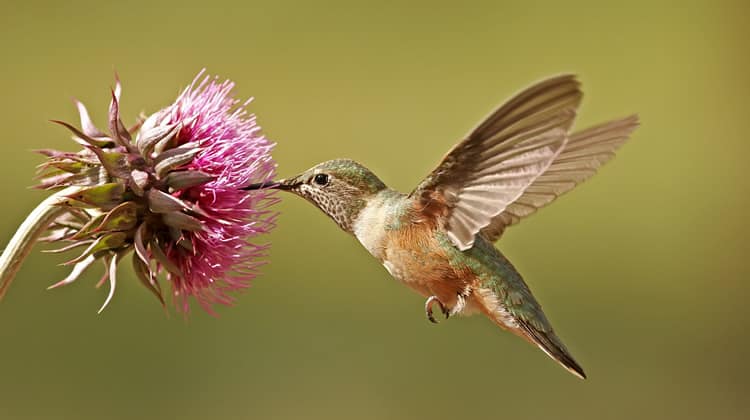 Google Hummingbird: A User Experience Perspective